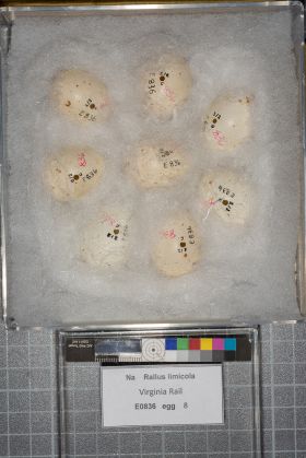 Image representing Rallus limicola.