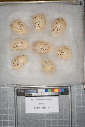 Image representing Porzana carolina.