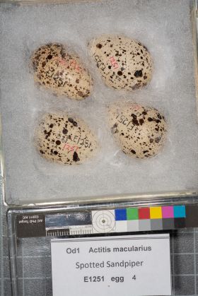 Image representing Actitis macularius.
