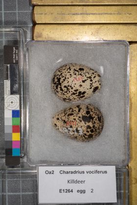 Image representing Charadrius vociferus.