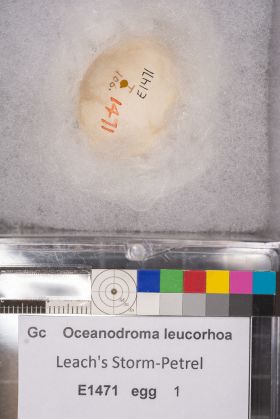 Image representing Hydrobates leucorhous.