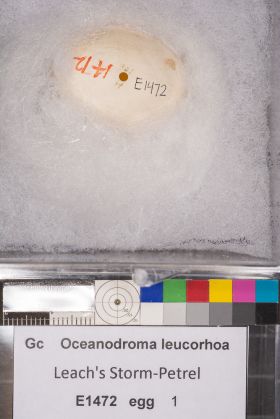 Image representing Hydrobates leucorhous.