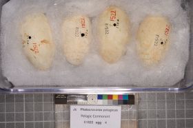 Image representing Phalacrocorax pelagicus.