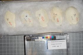 Image representing Phalacrocorax pelagicus.