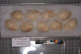 Image representing Fulica americana.