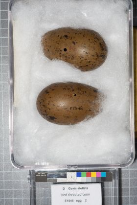 Image representing Gavia stellata.