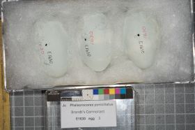 Image representing Phalacrocorax penicillatus.