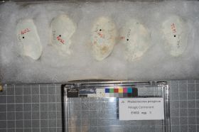 Image representing Phalacrocorax pelagicus.