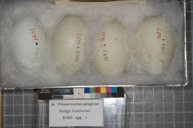 Image representing Phalacrocorax pelagicus.