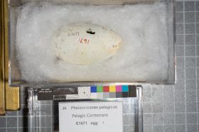 Image representing Phalacrocorax pelagicus.