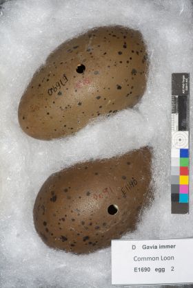 Image representing Gavia immer.