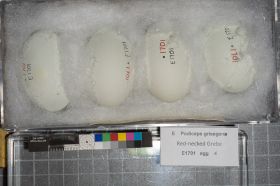 Image representing Podiceps grisegena.