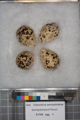 Image representing Charadrius semipalmatus.
