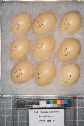 Image representing Bonasa umbellus.