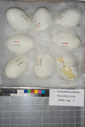 Image representing Podilymbus podiceps.