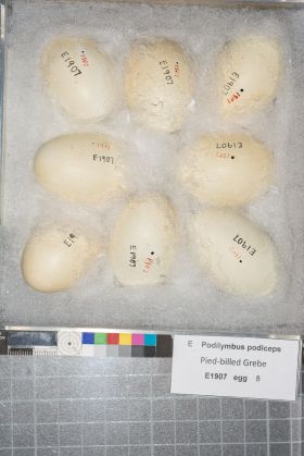 Image representing Podilymbus podiceps.