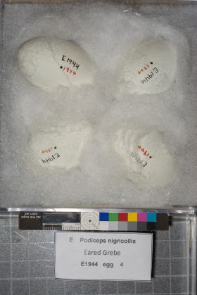 Image representing Podiceps nigricollis.