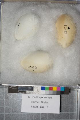 Image representing Podiceps auritus.