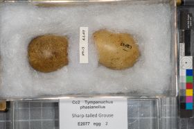 Image representing Tympanuchus phasianellus.