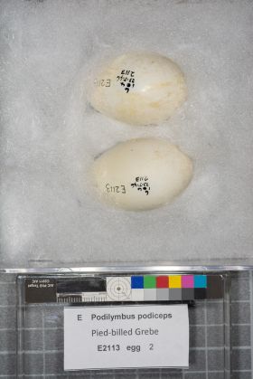Image representing Podilymbus podiceps.