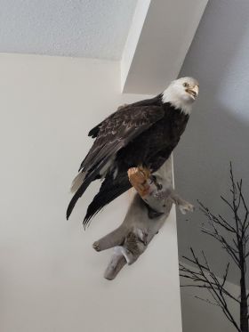 Image representing Haliaeetus leucocephalus.