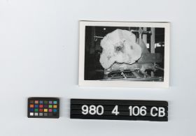 Image representing photographic print.