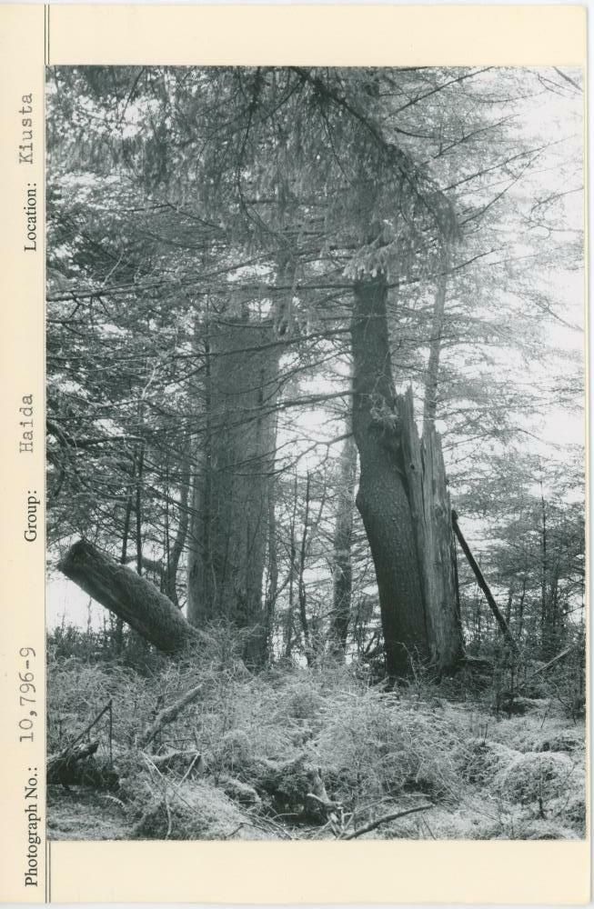 Image representing photograph.