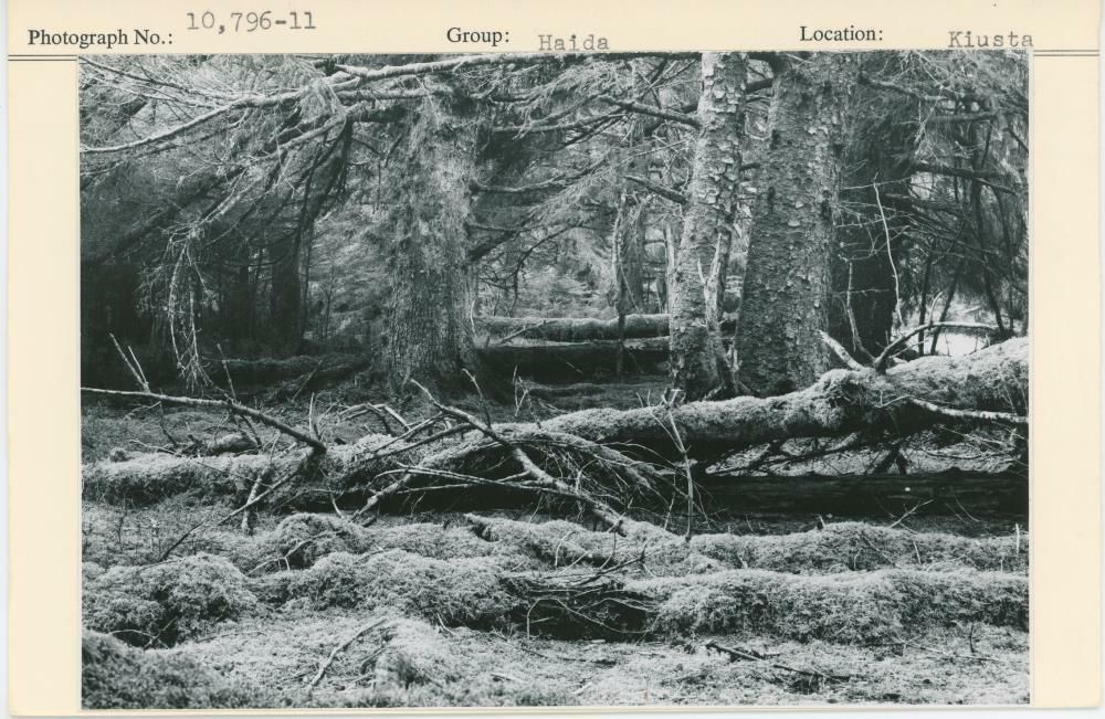Image representing photograph.