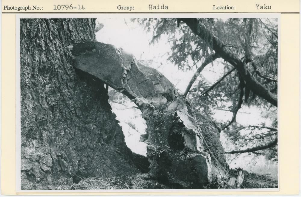 Image representing photograph.