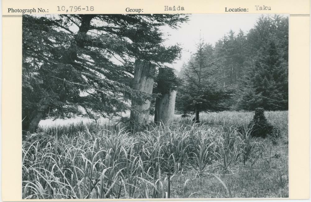 Image representing photograph.