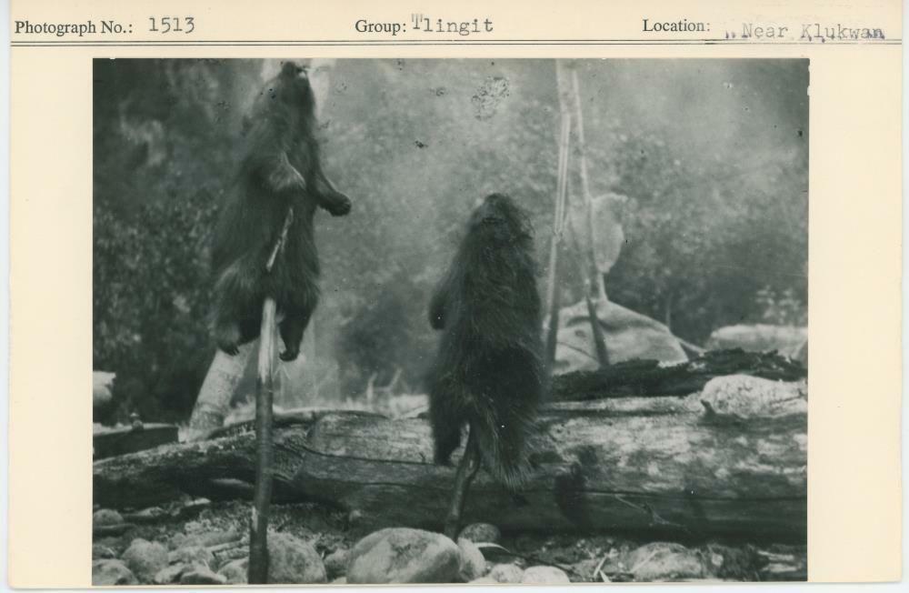 Image representing photograph.