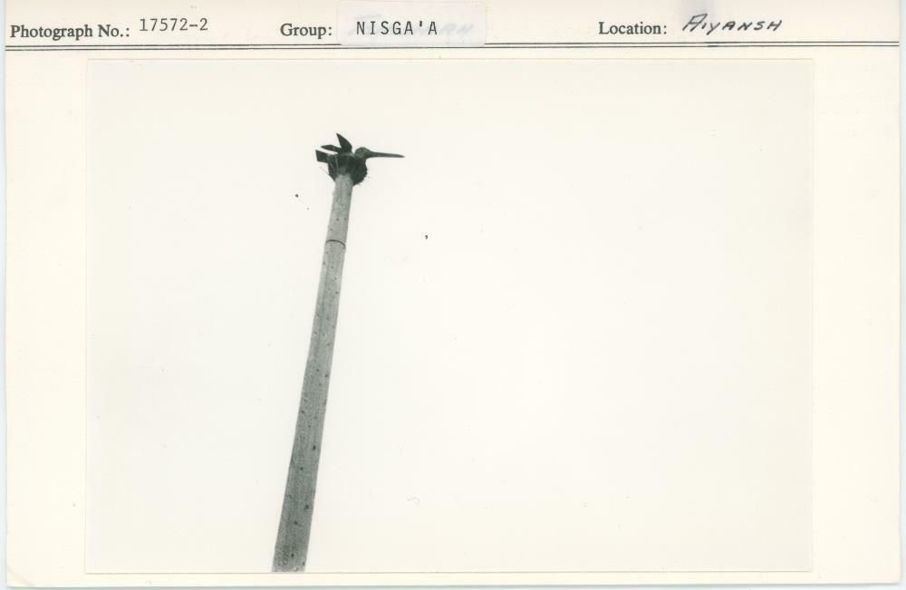 Image representing photograph.