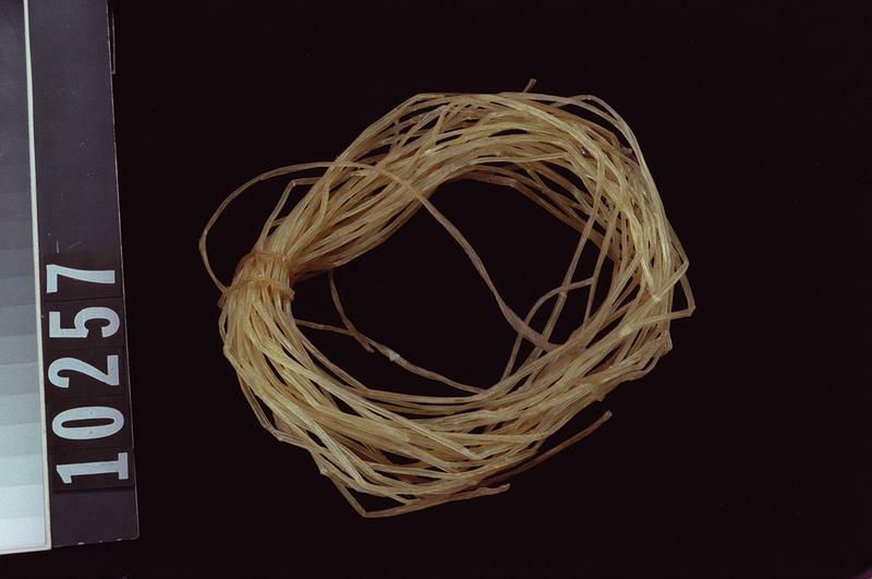 Image representing Sinew.
