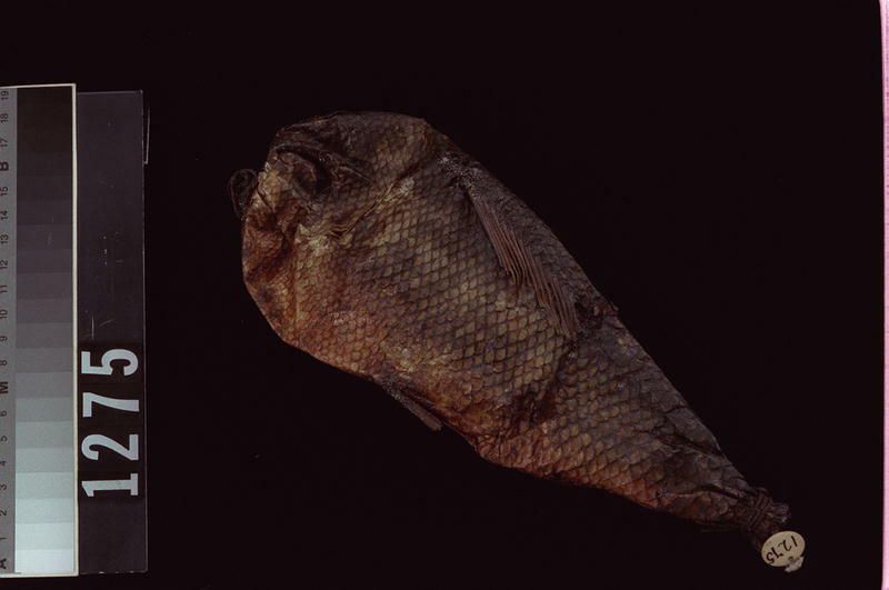 Image representing Bag.