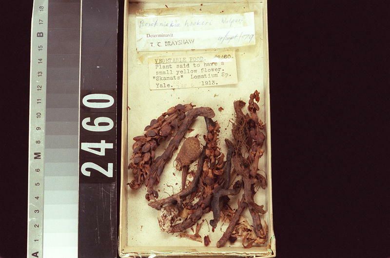Image representing Raw Material.