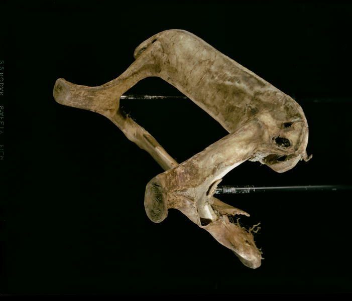 Image representing Saddle.
