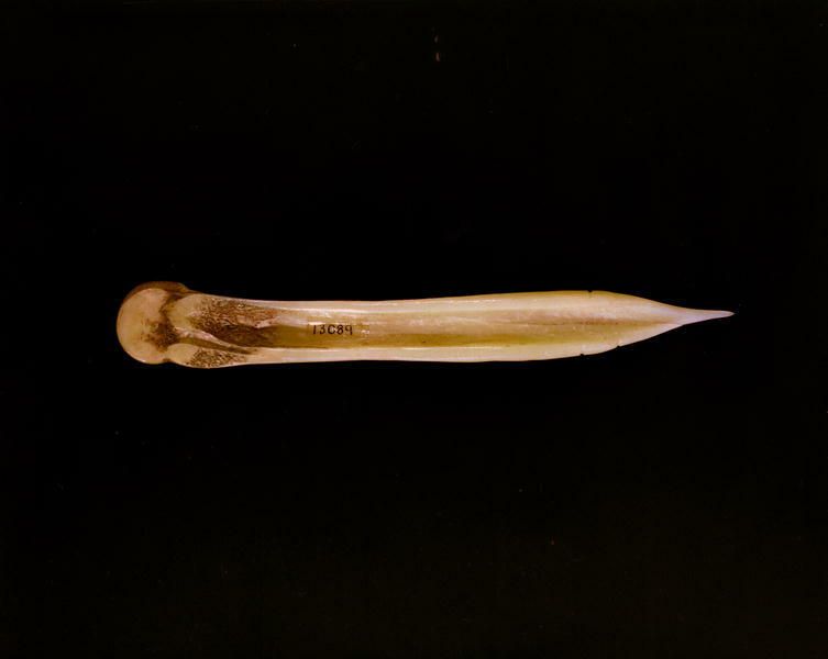 Image representing Awl.