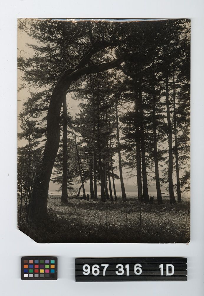 Image representing Print, Photographic.