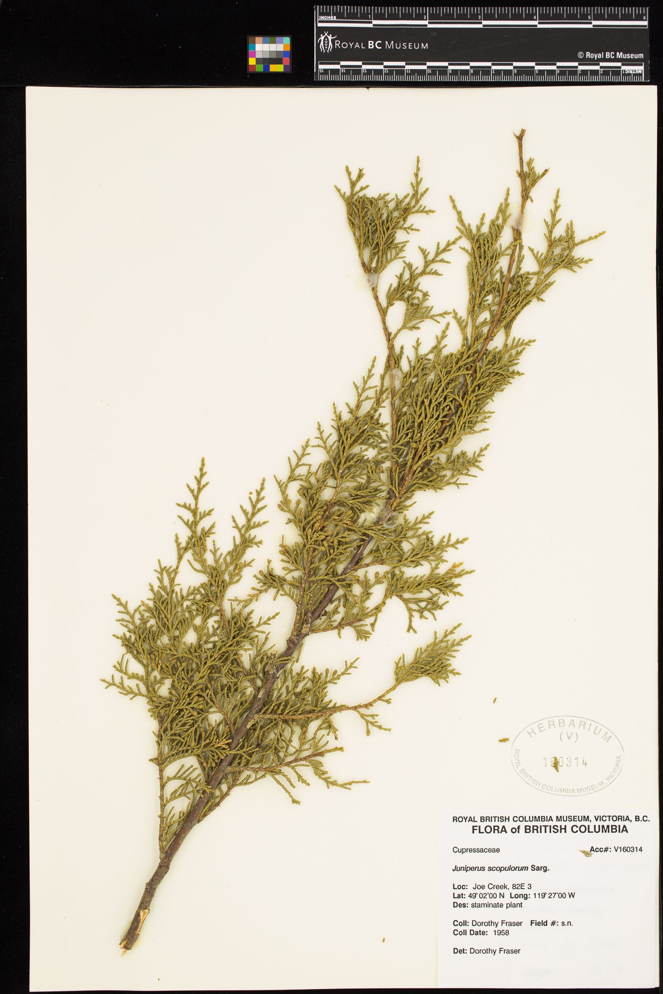 Image representing Juniperus scopulorum.