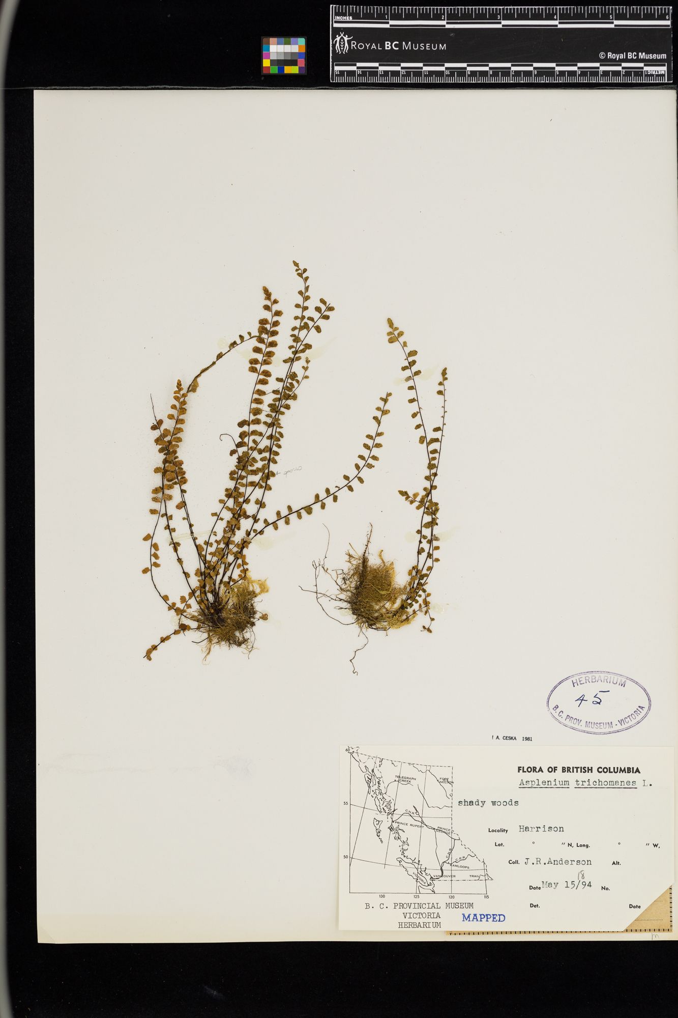 Image representing Asplenium trichomanes.