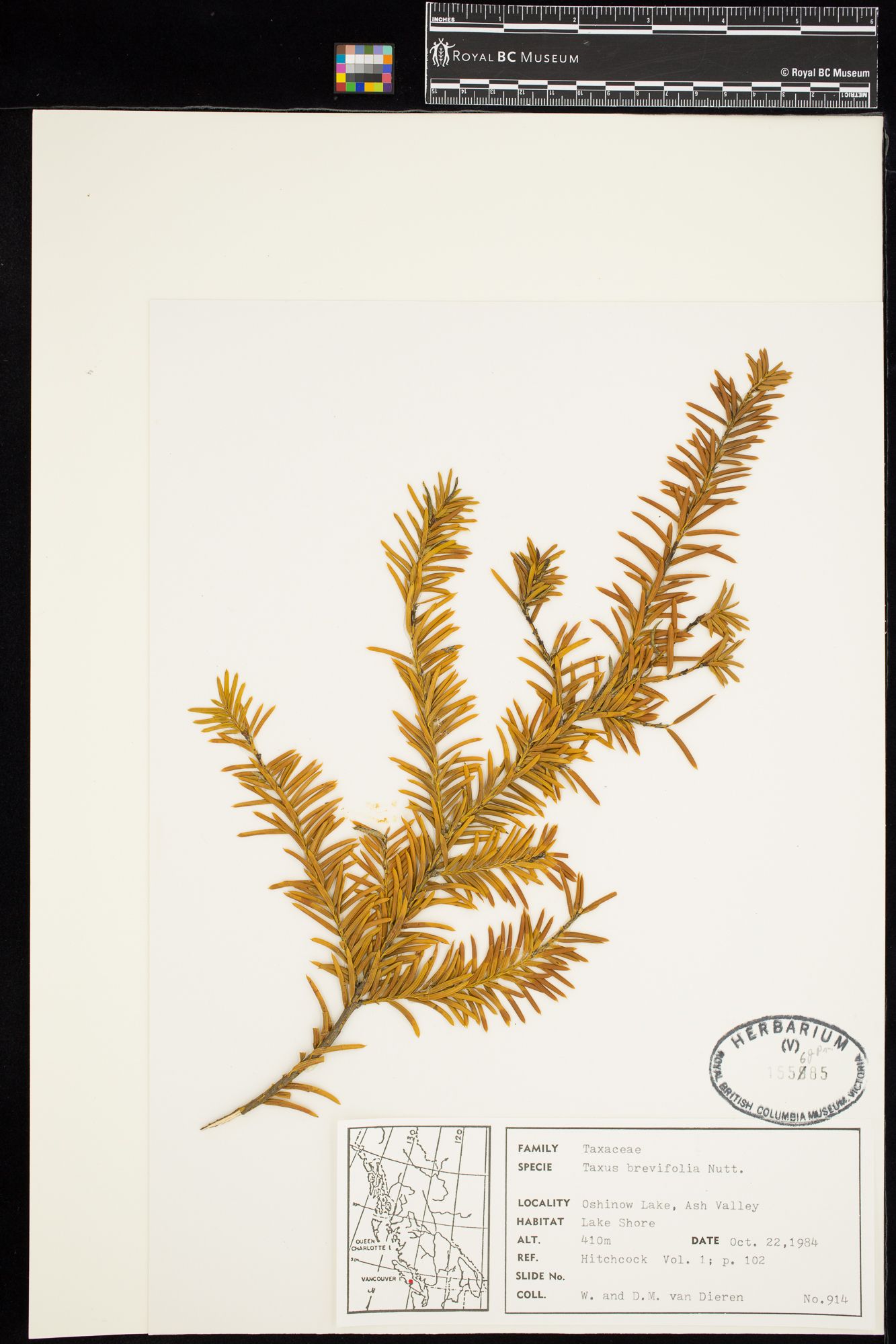 Image representing Taxus brevifolia.