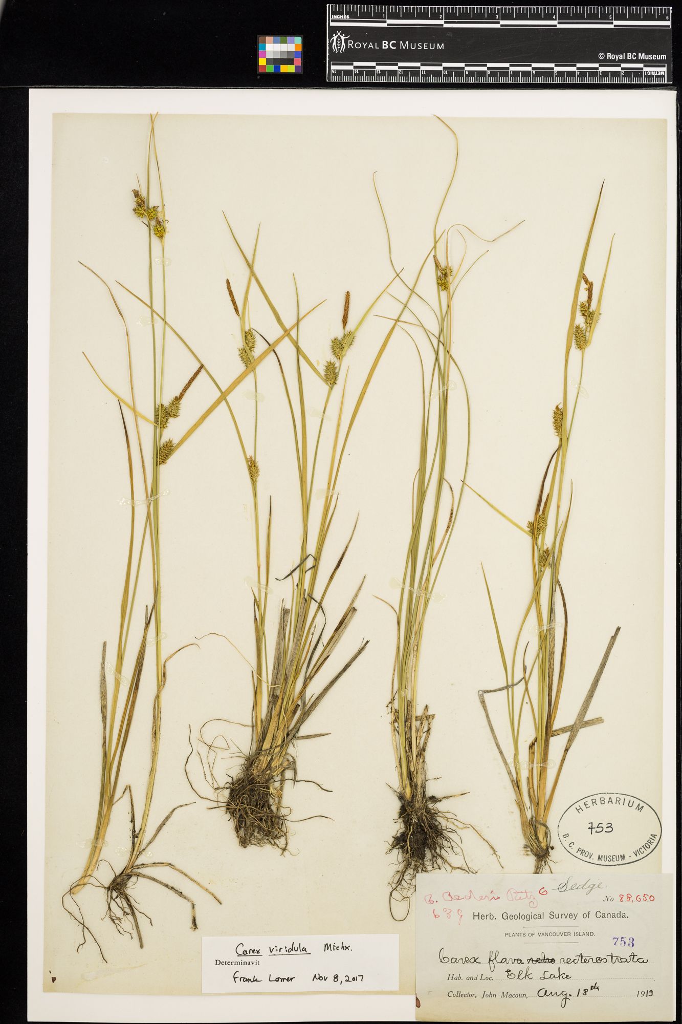 Image representing Carex flava.