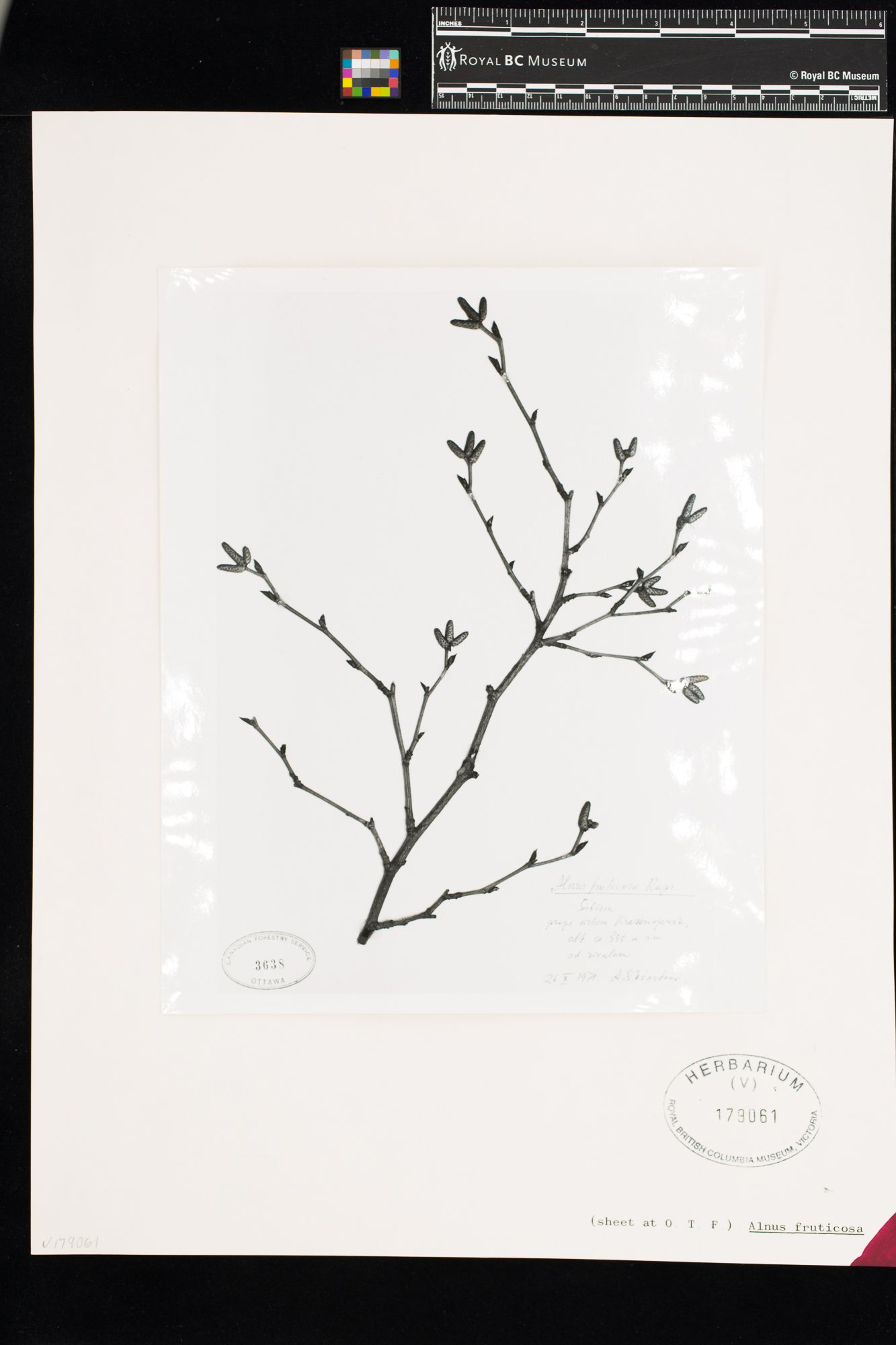 Image representing Alnus fruticosa.