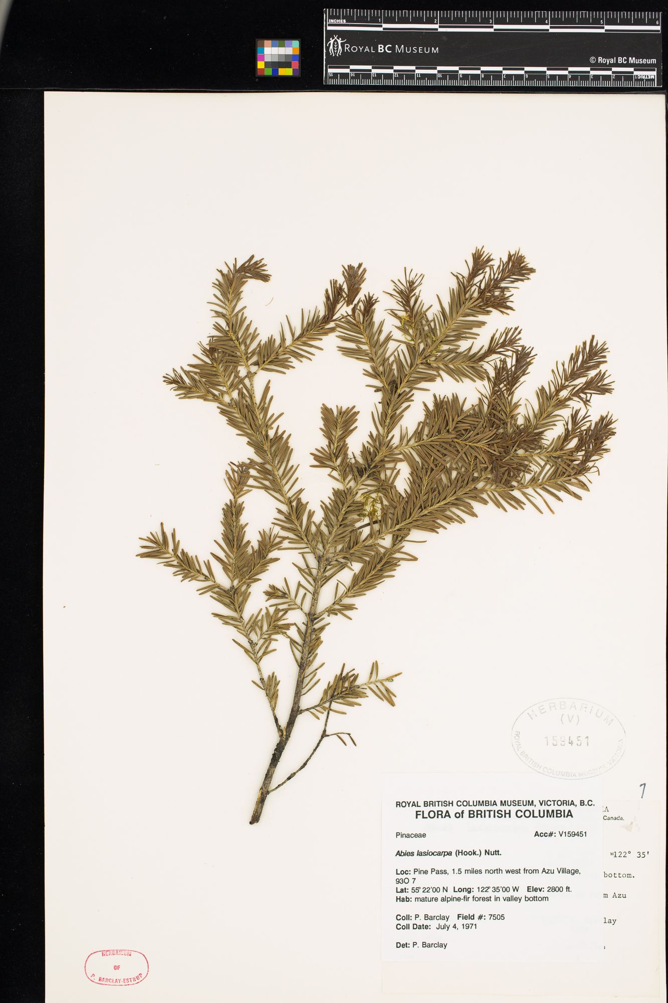 Image representing Abies lasiocarpa.