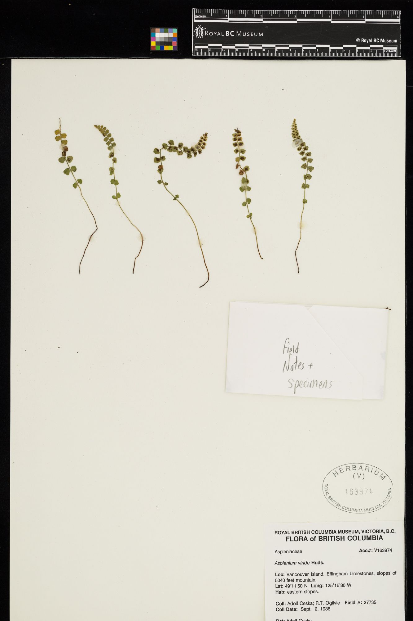 Image representing Asplenium viride.