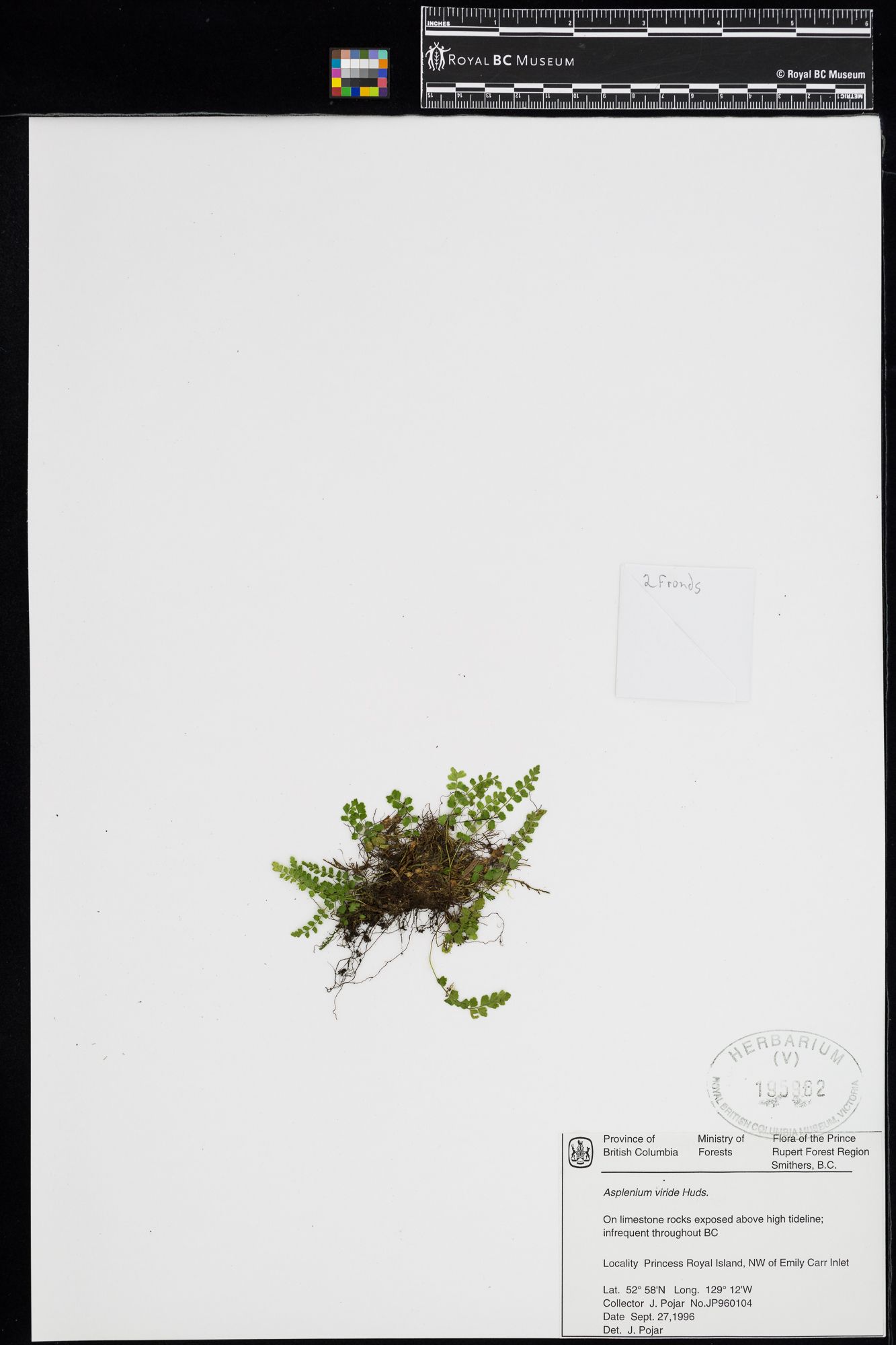 Image representing Asplenium viride.
