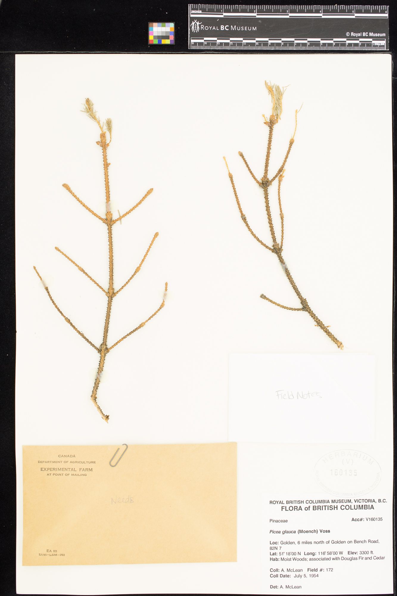 Image representing Picea glauca.