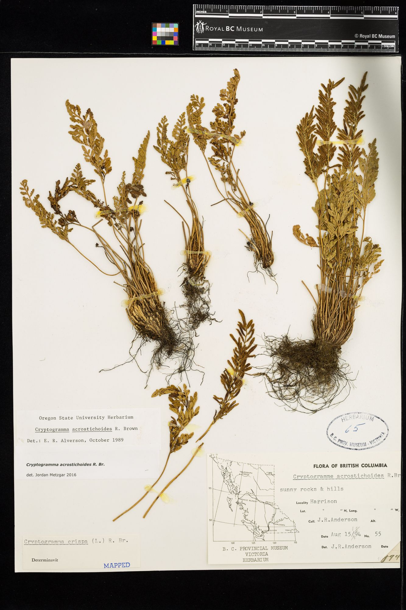 Image representing Cryptogramma acrostichoides.