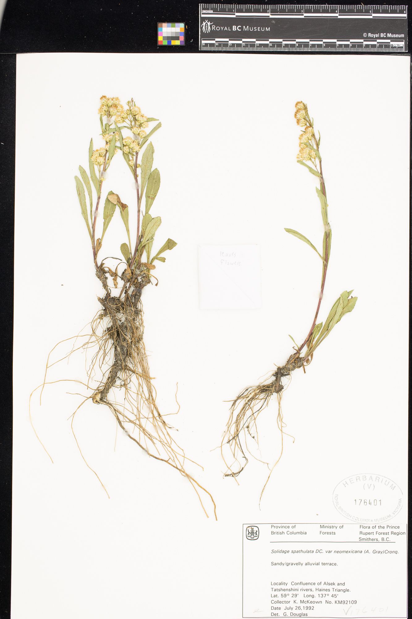 Image representing Solidago glutinosa.