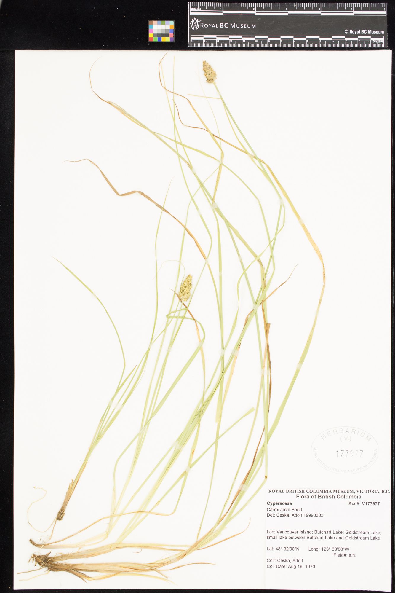 Image representing Carex arcta.